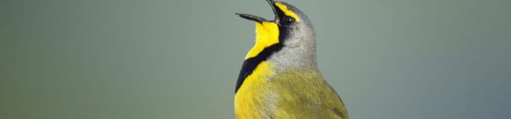 Pássaros cantam a mesma canção por gerações há quase 1 milhão de anos