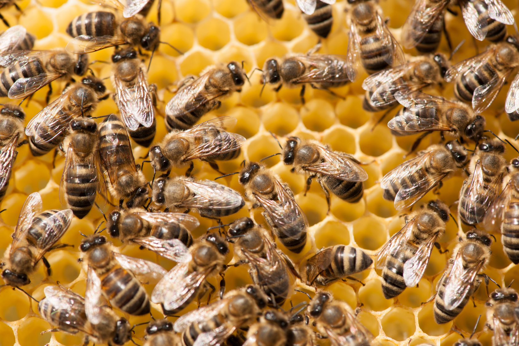 Época de enxameação de abelhas