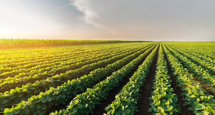 O que é a agricultura de baixo carbono?