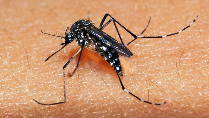 Rio Grande do Sul registra primeiro caso autóctone de dengue no ano