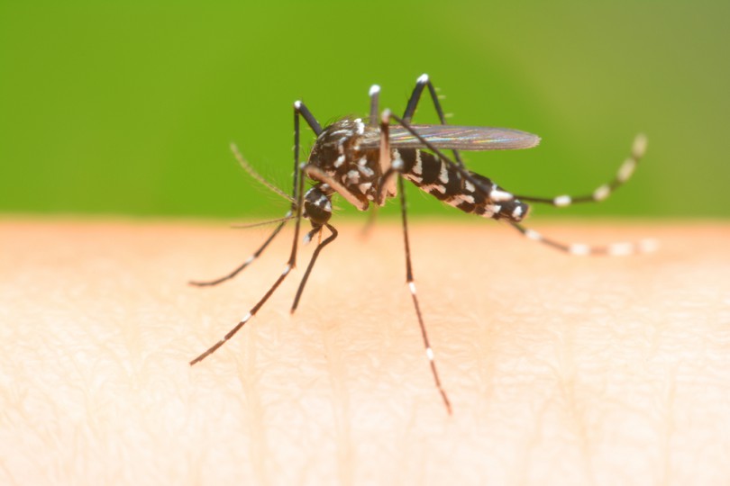 Cuidados no verão com o mosquito aedes aegypti