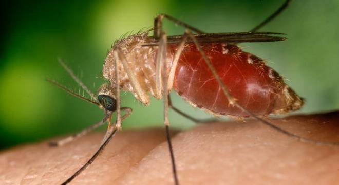 UFRJ detecta vírus mayaro, ‘primo’ do chikungunya, no Rio de Janeiro