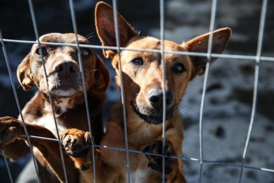 Comissão analisa projeto que aumenta pena para maus-tratos a animais