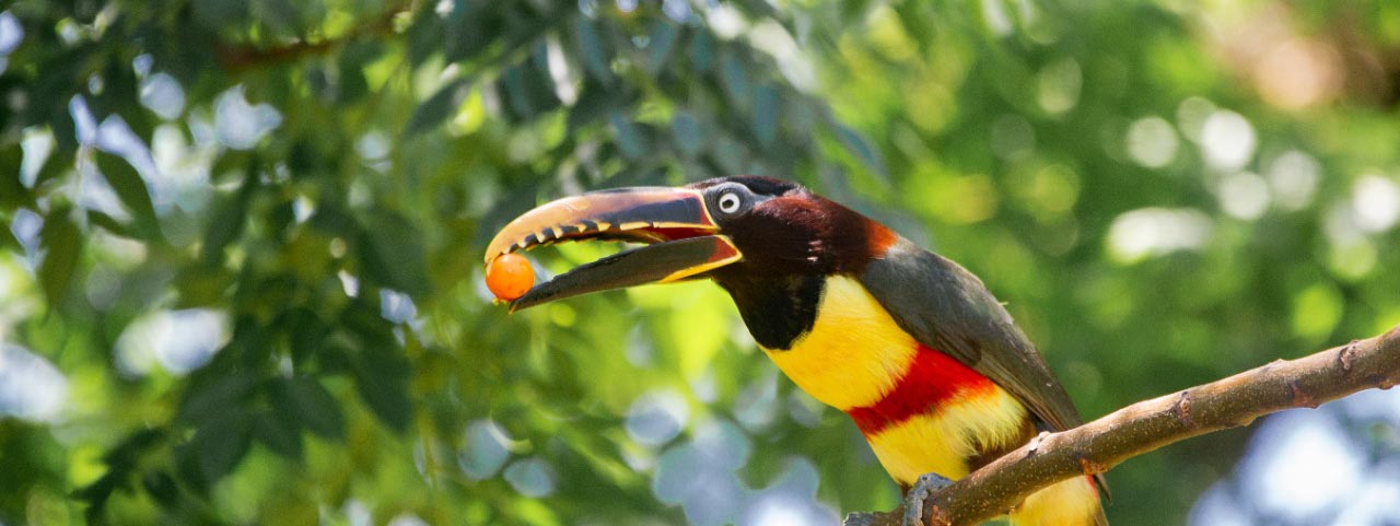 Casal de Araçari-castanho é preservado no Parque de Exposições de Santa Rosa