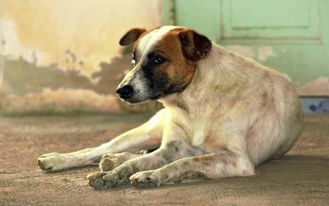 Audiência Pública da Causa Animal acontecerá na terça