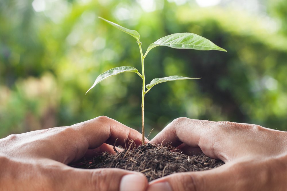 O solo e a sustentabilidade ambiental