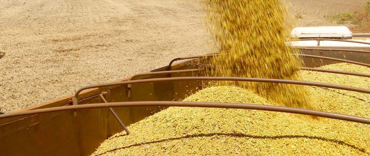 Colheita da soja avança para 88% da área total cultivada no RS