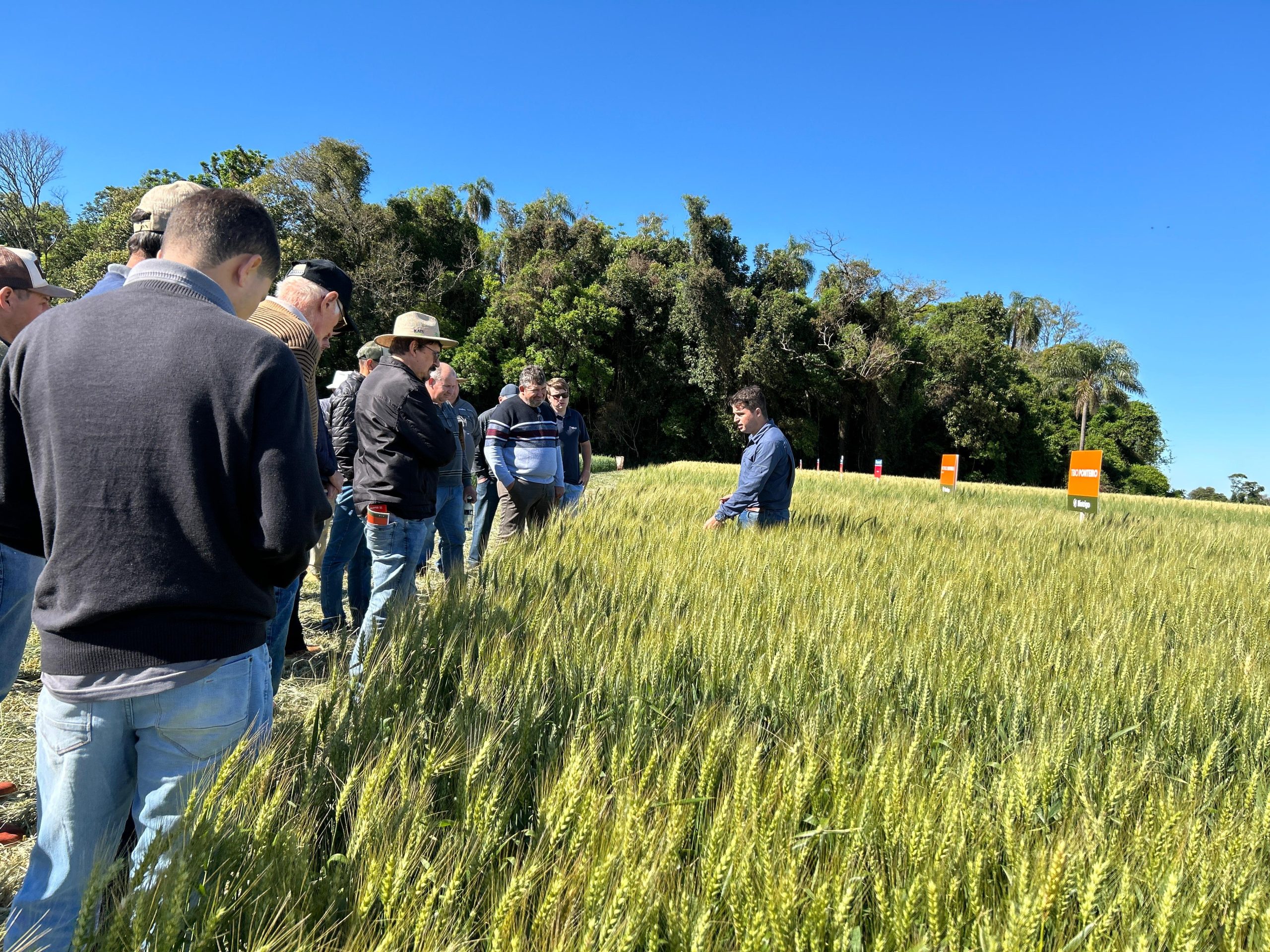 Coopermil promoveu Dia de Campo Produz Mais – Cultura do Trigo