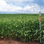 Chuvas aliviam estresse da soja no Rio Grande do Sul