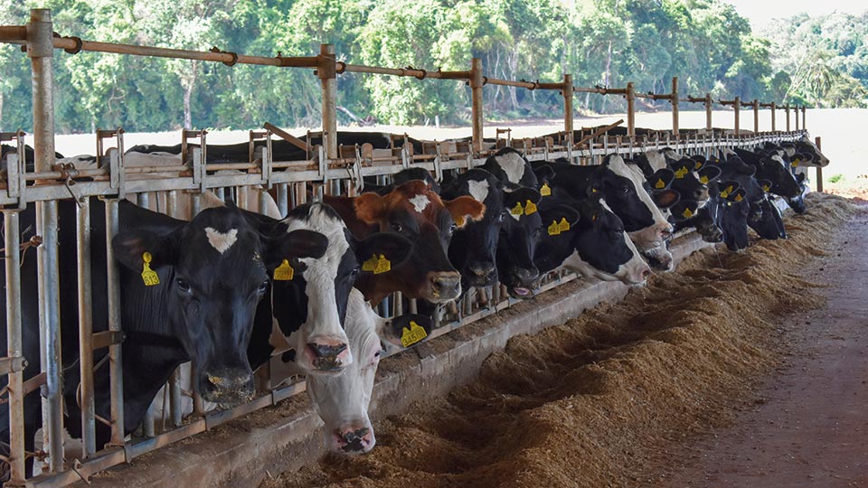 Cotrirosa antecipa pagamento aos produtores de leite pela primeira vez na história Cotrirosa antecipa pagamento aos produtores de leite pela primeira vez na história