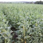 Soy Summit confirma palestrantes e coloca Santa Rosa no centro do debate estratégico da soja