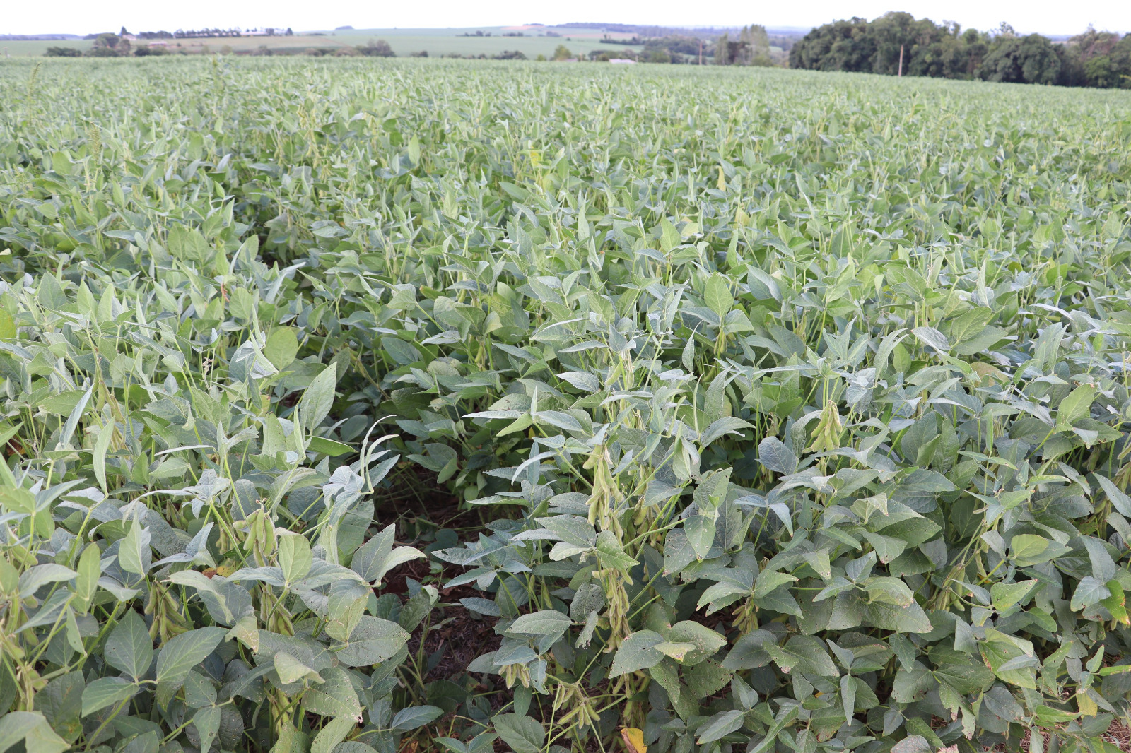 Soy Summit confirma palestrantes e coloca Santa Rosa no centro do debate estratégico da soja Soy Summit confirma palestrantes e coloca Santa Rosa no centro do debate estratégico da soja