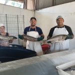 33ª Feira do Peixe de Santa Rosa comercializa 13 toneladas de pescados